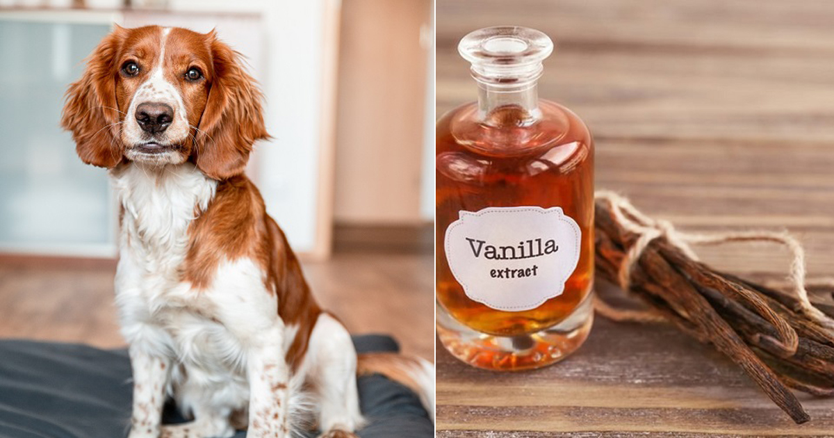 Is Vanilla Toxic To Dogs