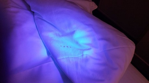 Does UV Light Kill Bed Bugs | How to Kill Bed Bugs - Hello Lidy