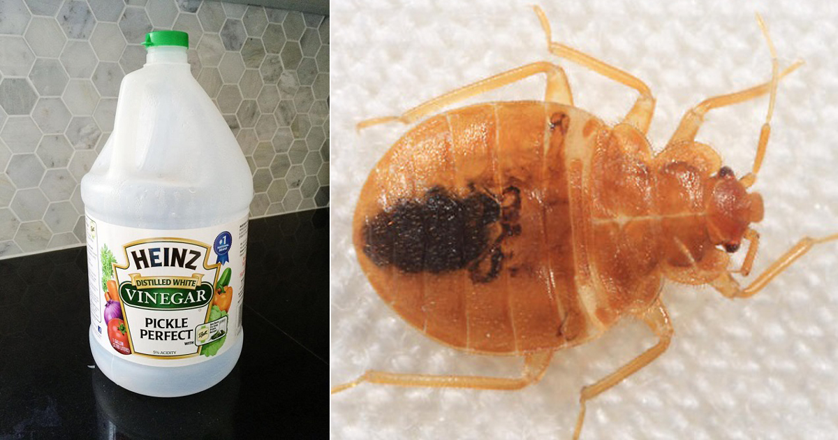 Bed Bug Treatment