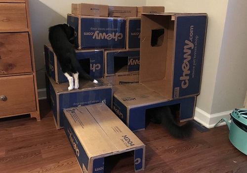 Easy Cardboard Cat Fort