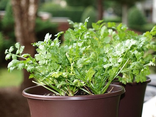 Green You Can Grow in Pots in Winters 5
