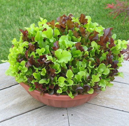 Green You Can Grow in Pots in Winters 3