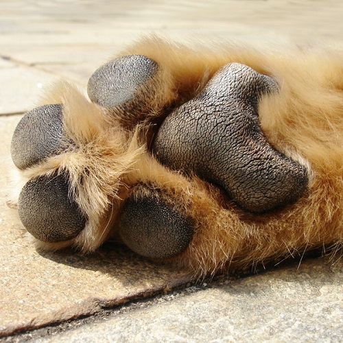 Cleaning Dog Paws With Vinegar2