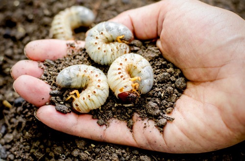 How To Manage A Trash Can Maggot Infestation