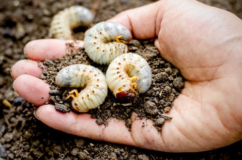 4 Ways to Get Rid of a Maggot Infestation