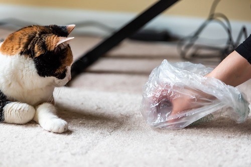 Home Remedies to Stop Cats From Pooping on Carpet1