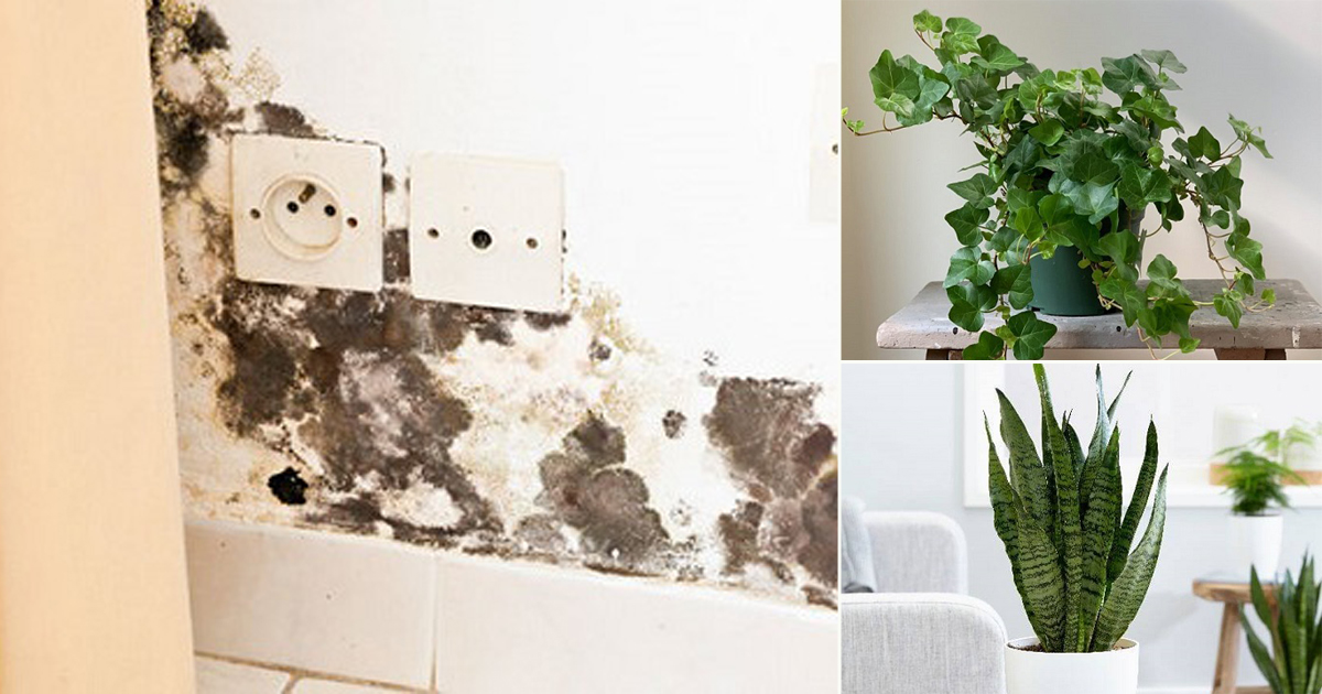 Get Rid Of Mold Successfully With These Common House Plants
