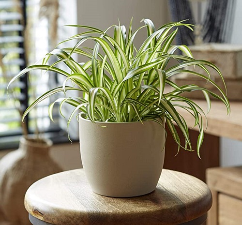Indoor Plants to Get Rid Of Mold3
