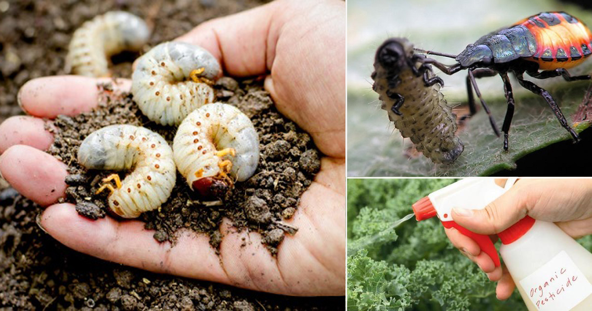 What Kills Maggots Instantly How To Get Rid Of O Lidy