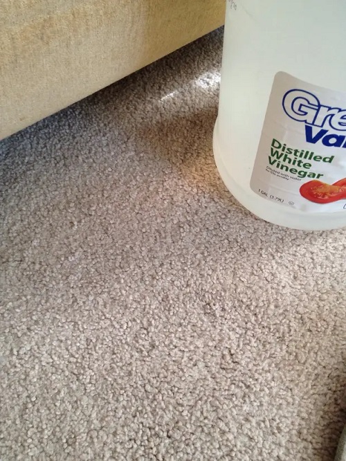 Home Remedies to Get Smell Out of Carpet4