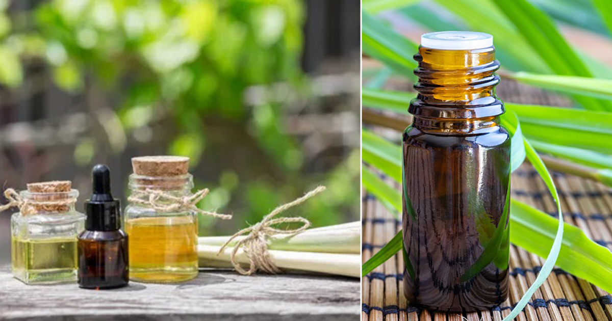 does-citronella-oil-expire-citronella-oil-expiration-hello-lidy