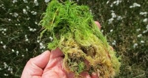 Where Does Sea Moss Grow | Sea Moss Guide - Hello Lidy