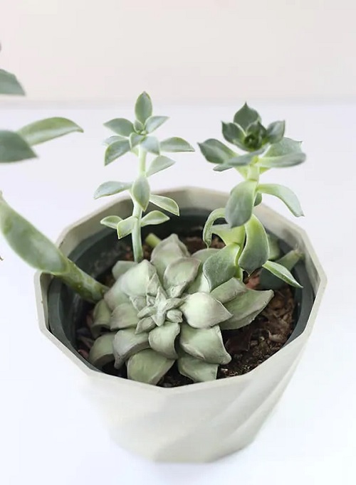 Air Dry Clay Faux Succulents