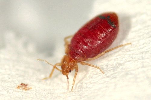 Can Bed Bugs Bite Through Clothes1