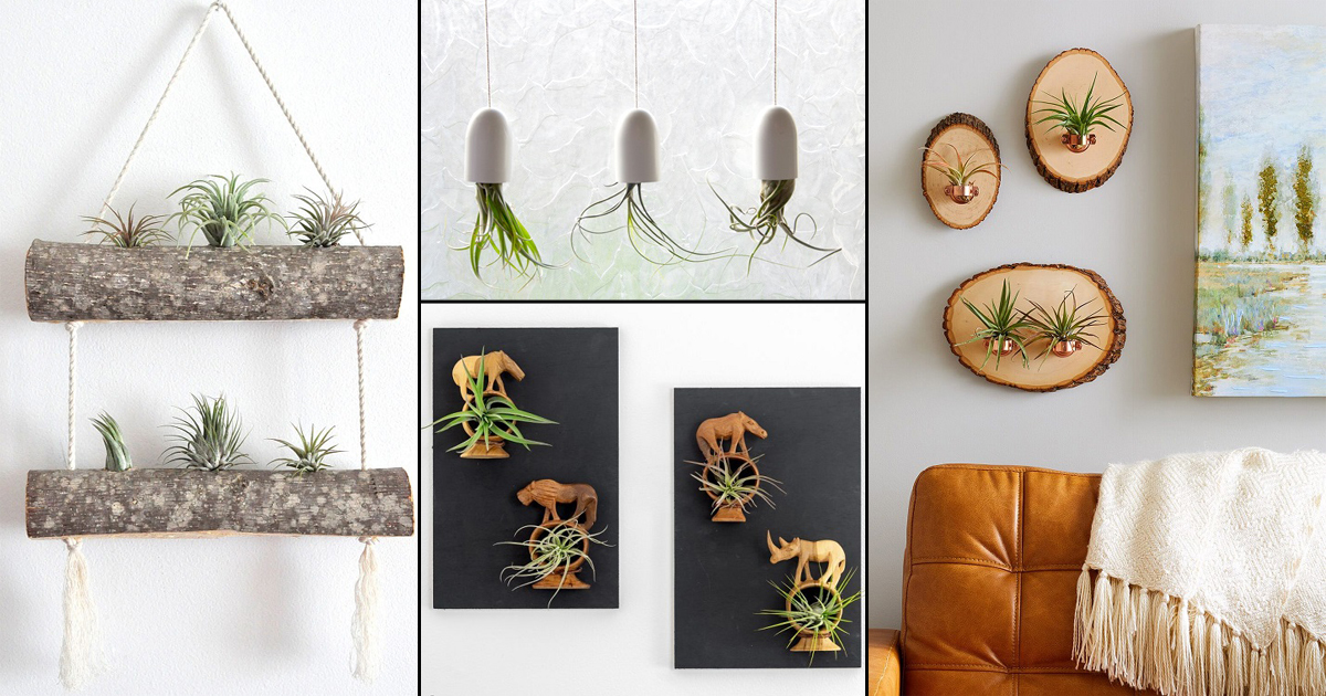 19+ Unique Air Plant Holder