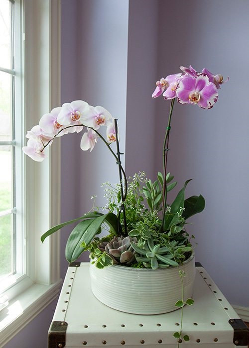 Orchid Planter Ideas 8