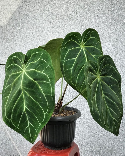 Heart Shaped Leaf Plants to Grow Indoors 4