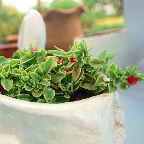 Succulents with Red Flowers 5
