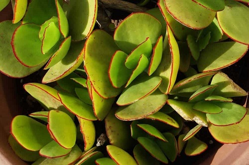 Different Types of Jade Plants 11