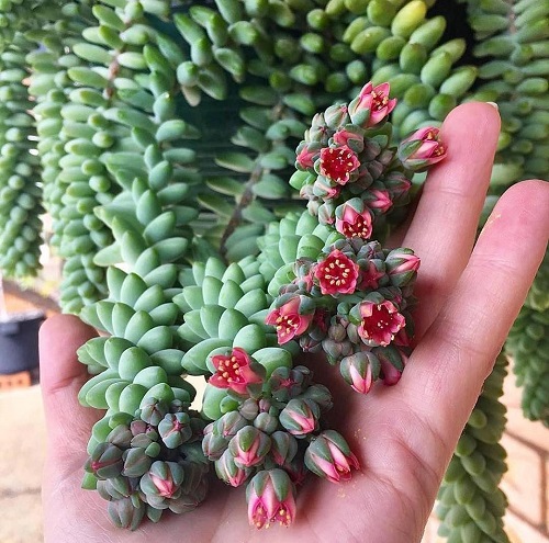 Succulents with Red Flowers 9