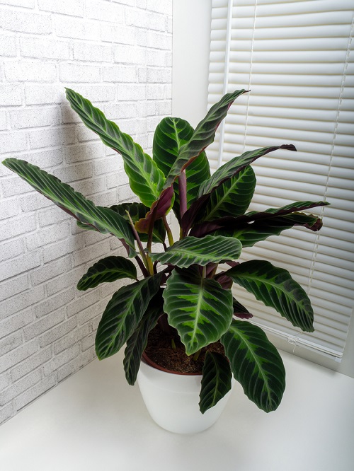 Velvet Leaf Indoor Plants 3