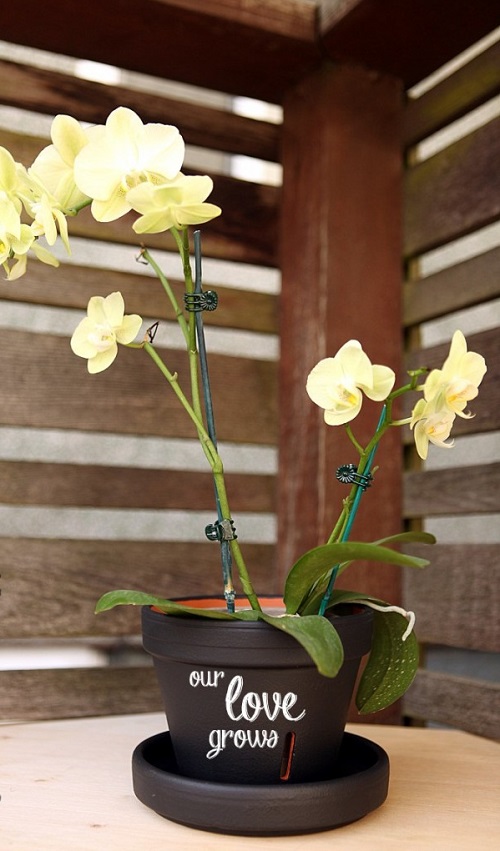 Orchid Planter Ideas 2