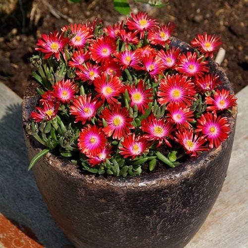 Succulents with Red Flowers 3