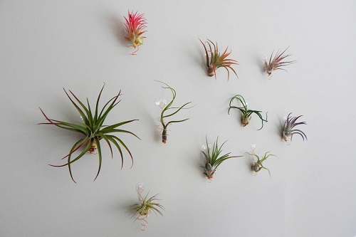 35+ Indoor Plant Wall Decor Ideas 12