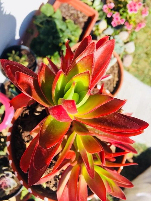 Different Types of Jade Plants 7