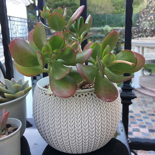 Different Types of Jade Plants 12