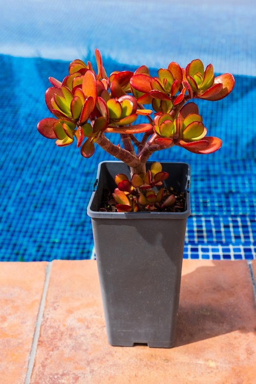 Different Types of Jade Plants 2