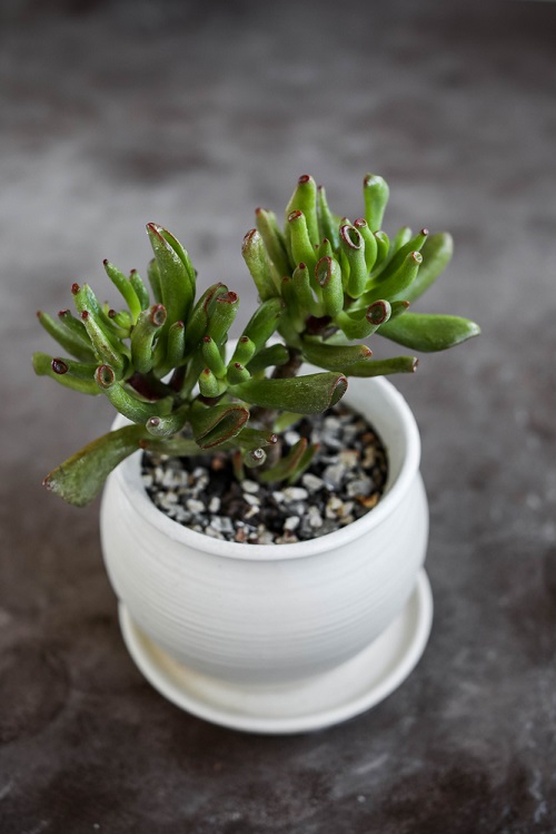 Different Types of Jade Plants 1