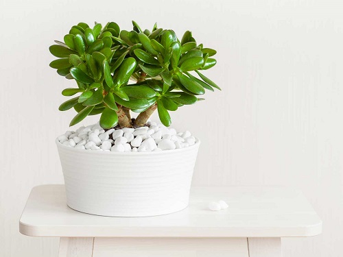 Different Types of Jade Plants 3