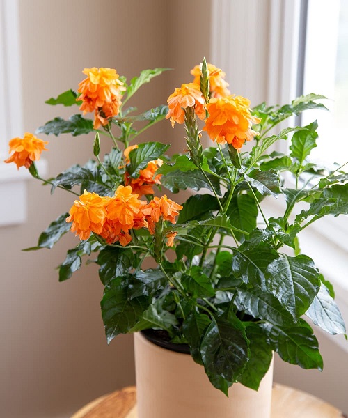 Orange Flowering Houseplants 2