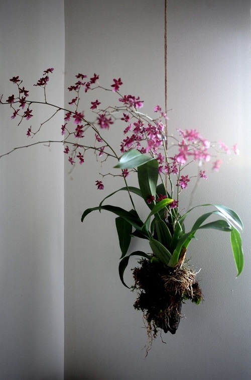 Orchid Planter Ideas 1