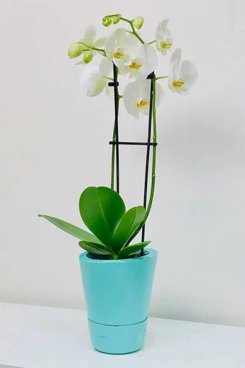 Orchid Planter Ideas 4