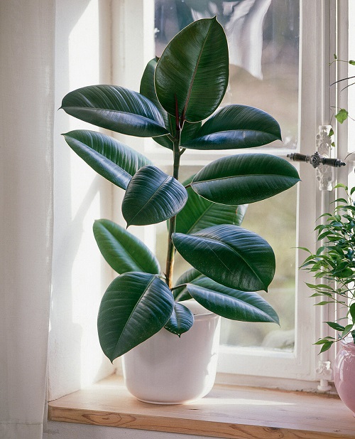 Different Types of Rubber Plants With Pictures 4
