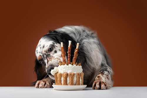 Can Dogs Eat Cake 2