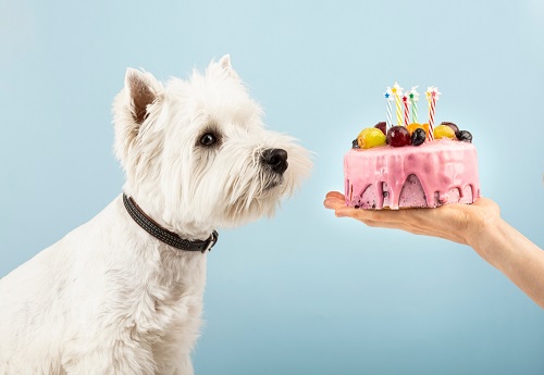 Can Dogs Eat Cake 1