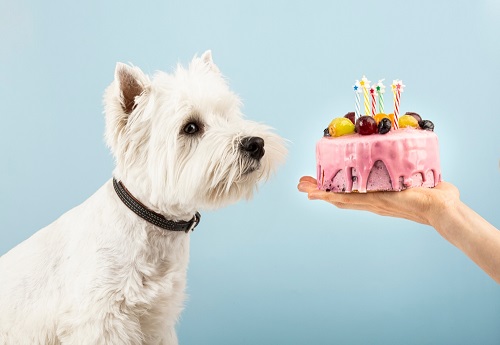 can a dog eat cake