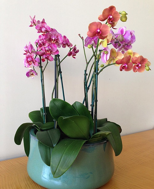 Orchid Planter Ideas 5
