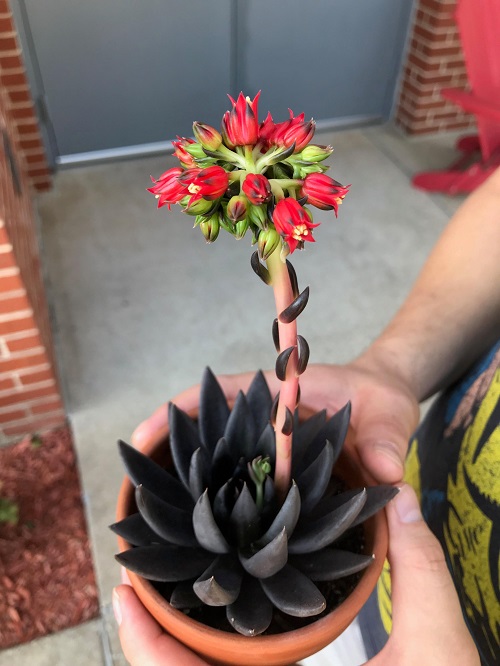 Succulents with Red Flowers 4