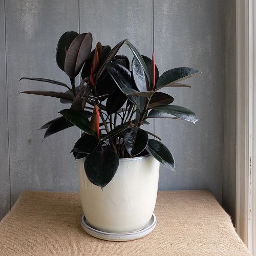 Different Types of Rubber Plants With Pictures 1