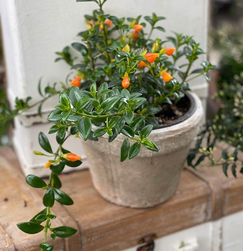 Orange Flowering Houseplants 3