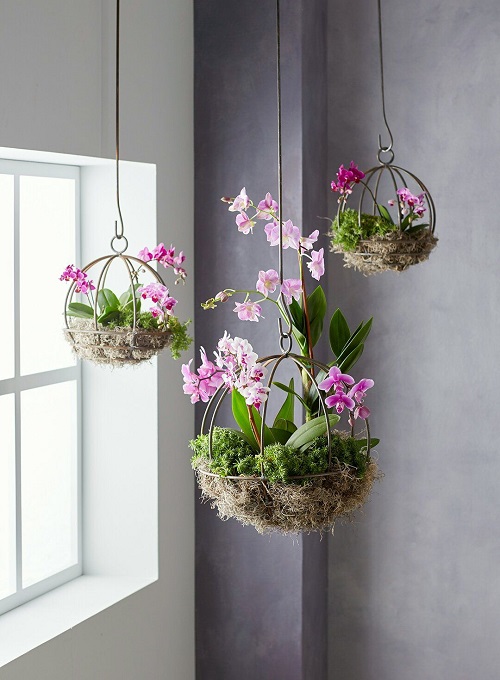 Orchid Planter Ideas 6
