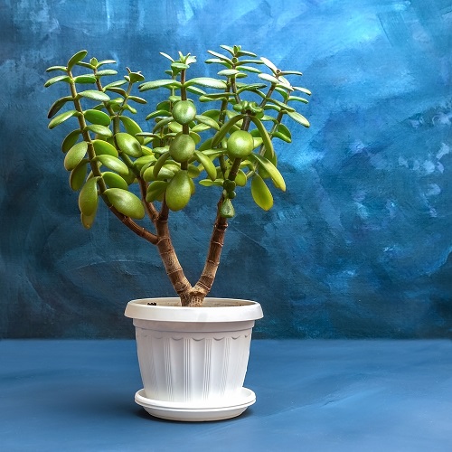 Different Types of Jade Plants 8