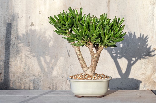 Different Types of Jade Plants 13