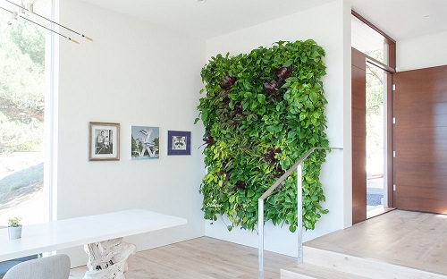 35+ Indoor Plant Wall Decor Ideas 7