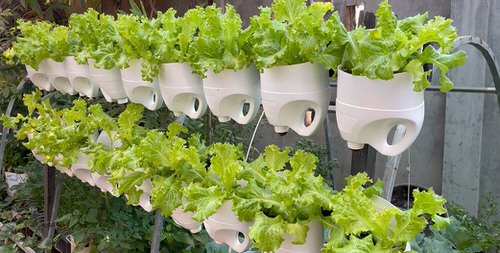 DIY Vertical Lettuce Garden Ideas 6
