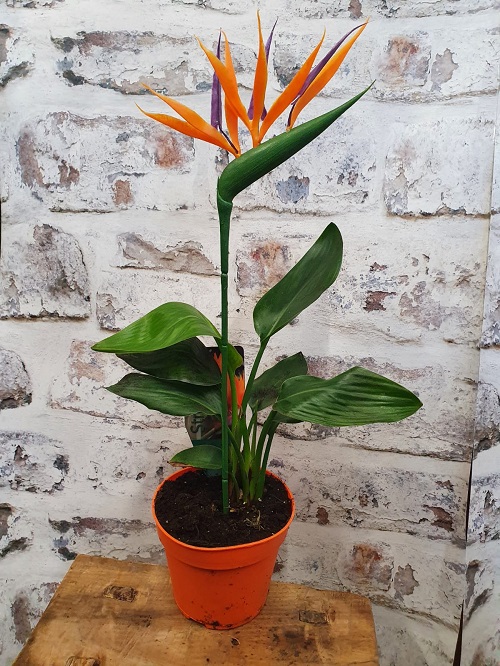 Orange Flowering Houseplants 4